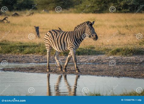 Burchell S Zebra with Yellow-billed Oxpecker beside River Stock Photo ...