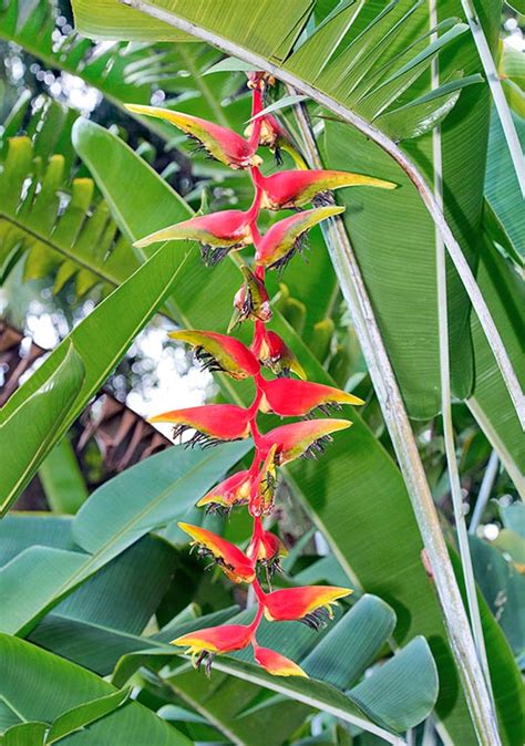 Heliconia Platystachys Monaco Nature Encyclopedia