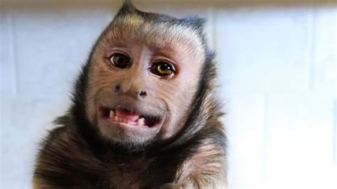 Pin by Pete Moss on MonkeyBoo Mood Board | Monkey pictures, Funny ...