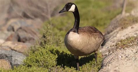 Giant Canada Goose Behavior - AnimalBehaviorCorner