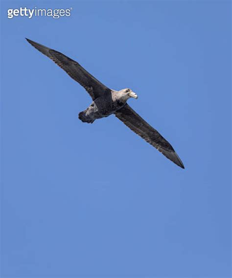 Southern Giant Petrel Macronectes Giganteus Flying Over The Falklands