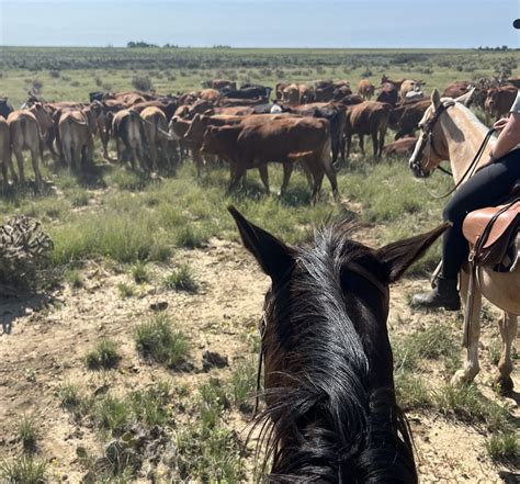 Yellowstone Ranch Experience: What Dude Ranches Are Like