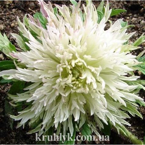 Anemone sylvestris polish star — Плідник Круглик