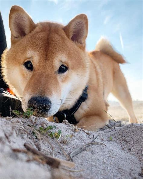 狗狗的刨土挖坑行为背后有五个原因，不仅仅是为了将食物掩埋起来