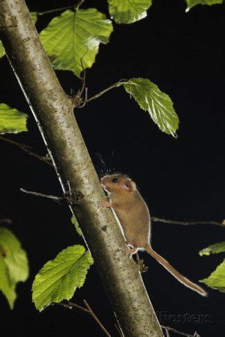 Pin By Ellen Bounds On DORMICE Dormouse Kent Branch