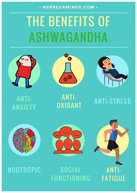 Ashwagandha-Benefits – Herb Examiner