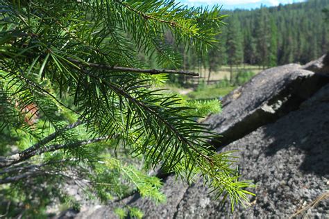 Flickr: The Eastern Washington Wildflowers & Plants Pool