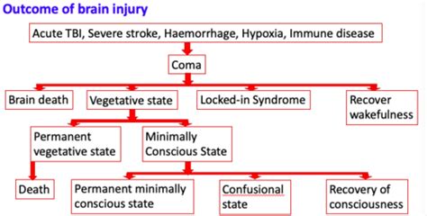 persistent vegetative state Flashcards | Quizlet