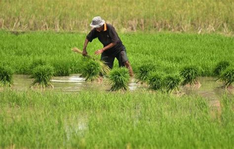 Cara Memupuk Tanaman Padi Yang Baik Dan Tentu Saja Benar