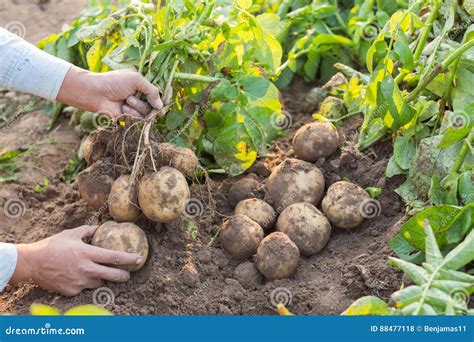 Hands Harvesting Fresh Organic Potatoes Stock Photo Image Of Dirty