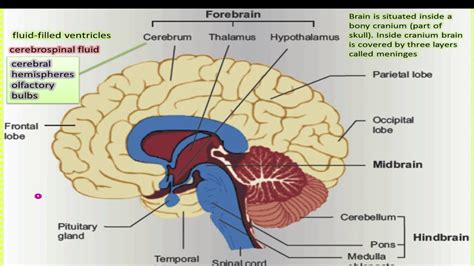 Lecture3ch12 10th Class Brain And The Divisions Of Brain Youtube