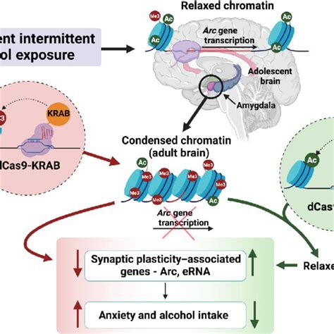 Dcas9 P300 Plus Sgrnas Reverses Deficits In Erna Expression And