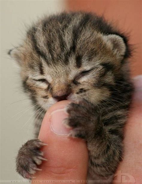 Así De Tiernos Y Adorables Pueden Ser Los Gatos Cuando Son Pequeños