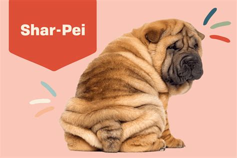 Chinese Shar Pei Dog Breed Information And Characteristics