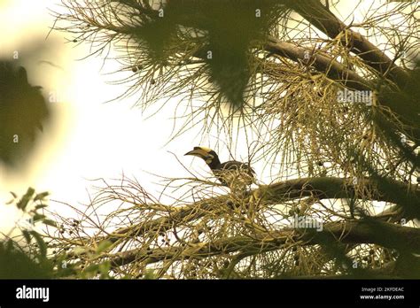 An oriental pied hornbill (Anthracoceros albirostris) in Ujung Kulon ...