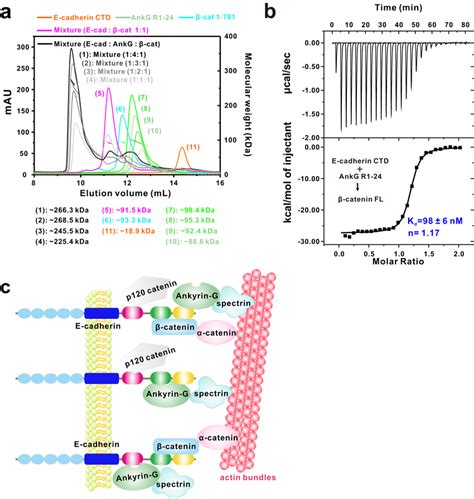 Orchestration Of E Cadherin By Ankg And Catenin Simultaneously A