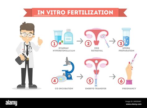 In Vitro Fertilization Male Scientist With Infographic Stock Vector