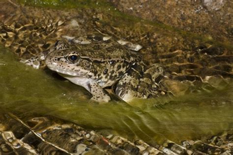 California Red Legged Frog - Wildlife Heritage Foundation