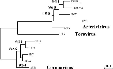 The Phylogenetic Tree Of The Order Nidovirales The Numbers Next To