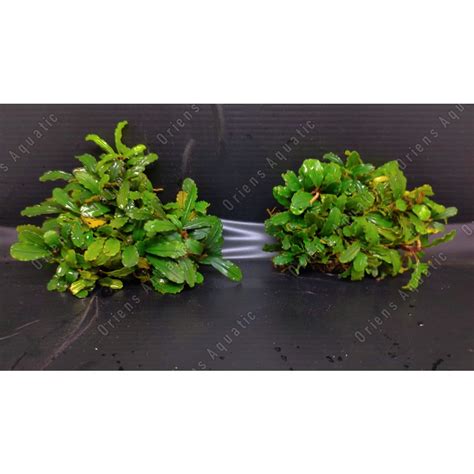 Jual Tanaman Aquascape Paludarium Bucephalandra Buce Boyan Clump