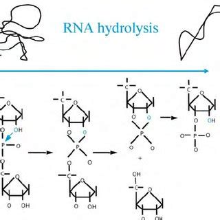 Stable Rna Protection At High Temperature Stable Rna Molecules