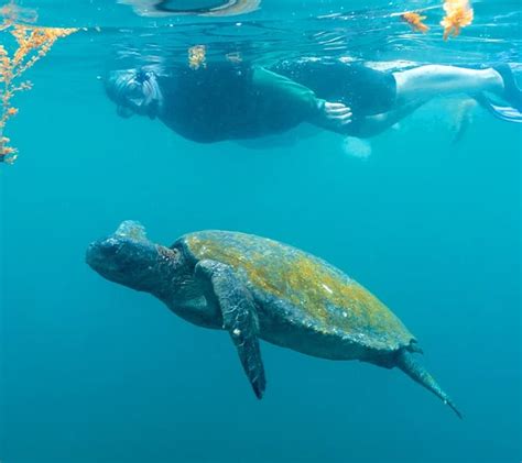 The Top 10 Snorkeling Sites in Galapagos Islands