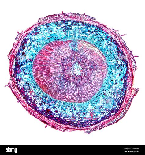 Cross Section Of Stem Pinus Hi Res Stock Photography And Images Alamy