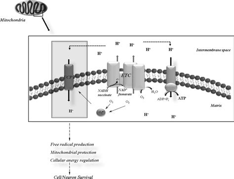 Schematic Representation Of Mitochondrial Electron Transport Chain