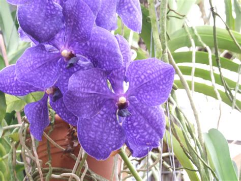 Orchideen... | Orchideen, Südtirol, Dorf tirol