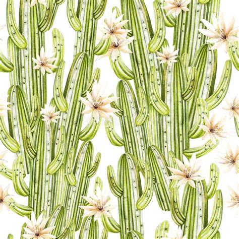 Modelo De La Acuarela Con El Cactus Stock De Ilustraci N Ilustraci N