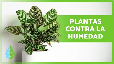 Plantas Que Absorben La Humedad Nombres Y Cuidados Youtube