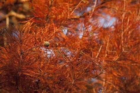 Taxodium distichum, Swamp Cypress Our beautiful Wall Art and Photo Gifts include Framed Prints ...