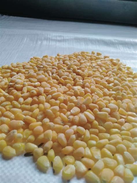 A Grade Yellow Frozen Sweet Corn On The Cobs Packaging Size Kg