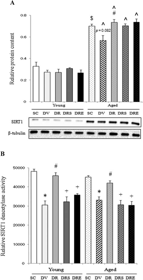 Expression And Activity Of Sirtuin 1 SIRT1 Resveratrol Increased The