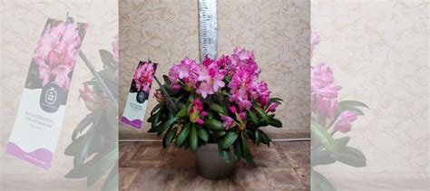 Рододендрон купить в Вологде | Товары для дома и дачи | Авито