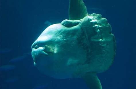 Ocean Sunfish: Facts, Characteristics, Habitat and More | Animal Place