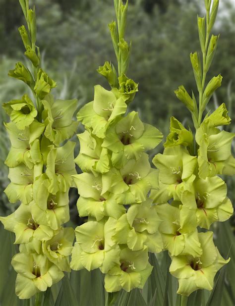 Prima Verde Gladiolus P Aker Flower Bulbs And Seeds