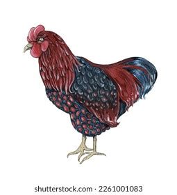 Watercolor Chicken Hand Painted Rooster Stock Illustration 2261001083 ...