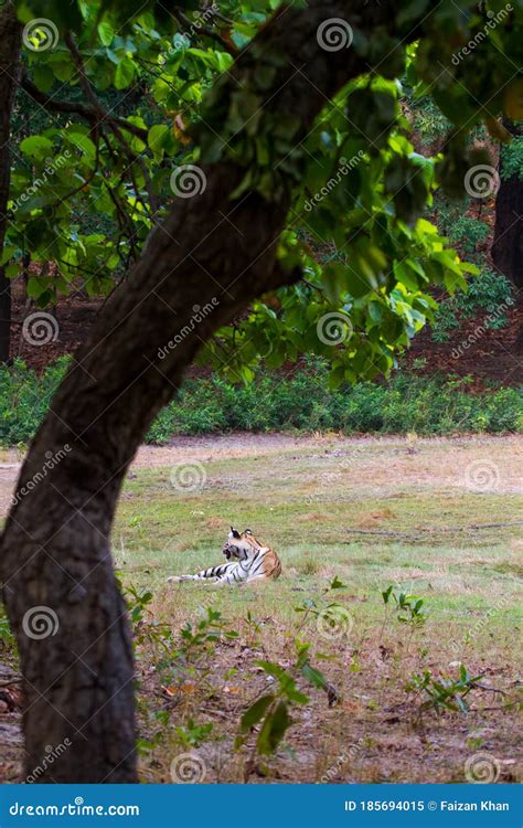 Royal Bengal Tiger in Its Natural Habitat Stock Image - Image of ...