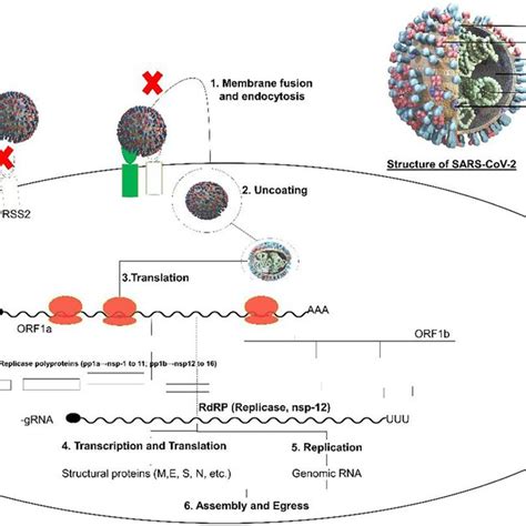 RMSD RMSF And Proteinligand Contact Diagram Of ZINC000137976768 With