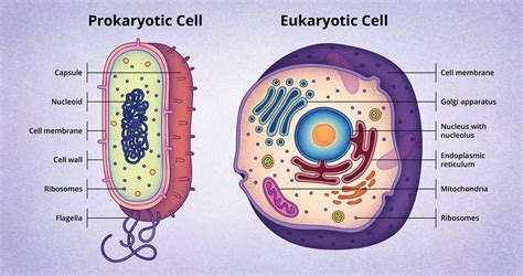 bacteria cell structure