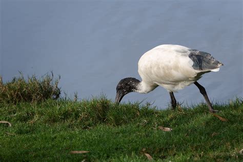 Australian White Ibis Feeding Paul Sgargetta Flickr