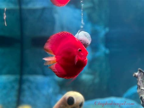 Cá dĩa cảnh đẹp Top 12 dòng cực HOT hiện nay trên thị trường