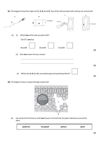 New GCSE 9-1 AQA Biology B8 Photosynthesis | Teaching Resources 