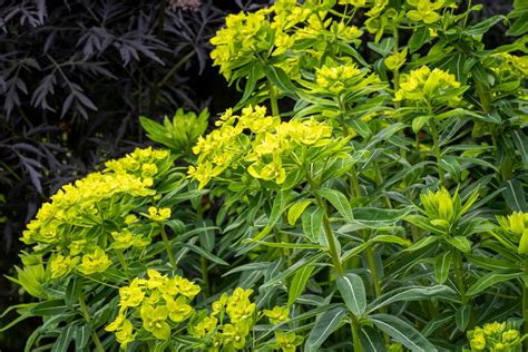 Euphorbia Wallichii Hook F Wallich Spurge Herbaceous Perennial RHS