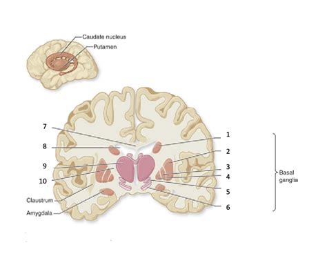 Basal Ganglia Frontal Section Diagram Quizlet