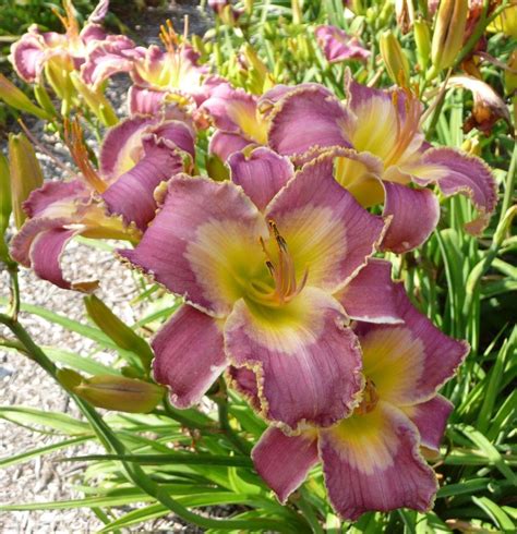 Daylily Hemerocallis Forty Days And Forty Nights In The Daylilies