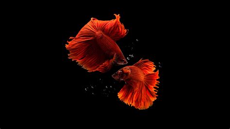 Fishes Wallpaper 4K, Aquarium, Black background