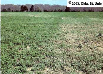 Alfalfa Weevil Damage