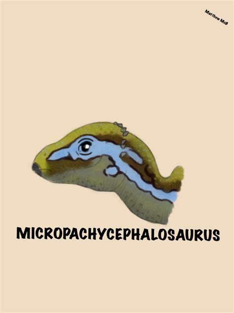 Micropachycephalosaurus Pictures & Facts - The Dinosaur Database